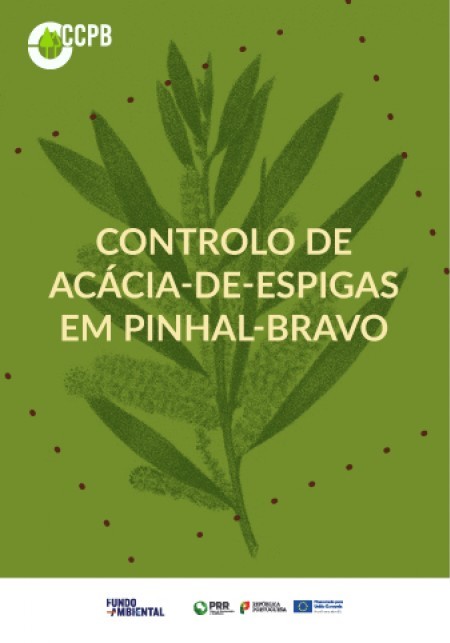 Controlo de acácia-de-espigas em pinhal-bravo