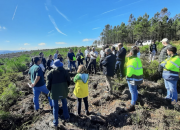 Esperança na floresta renovada na Pampilhosa da Serra