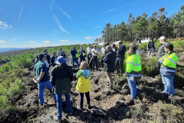 Esperança na floresta renovada na Pampilhosa da Serra