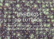 PINUS TV Pinheiros do Futuro - Maior volume de madeira para serração