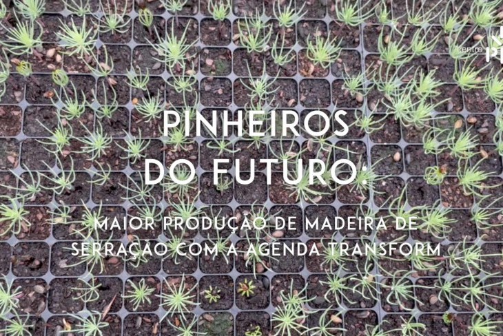 PINUS TV Pinheiros do Futuro - Maior volume de madeira para serração