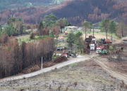 Impacto económico dos incêndios de 2024 na Fileira do Pinho