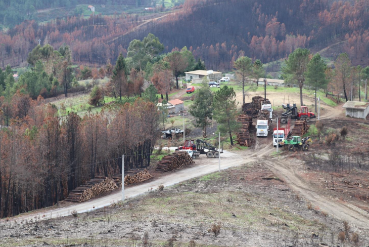 Impacto económico dos incêndios de 2024 na Fileira do Pinho