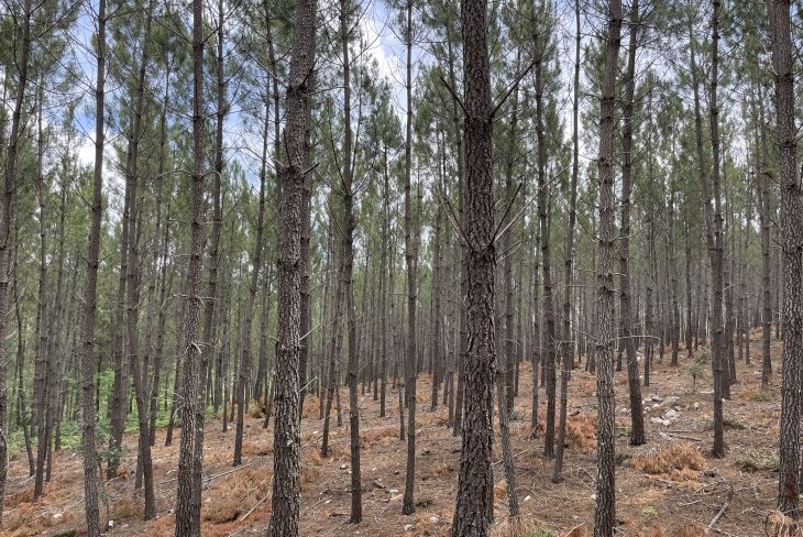 Reprogramação do PEPAC corta 44% das verbas para setor florestal