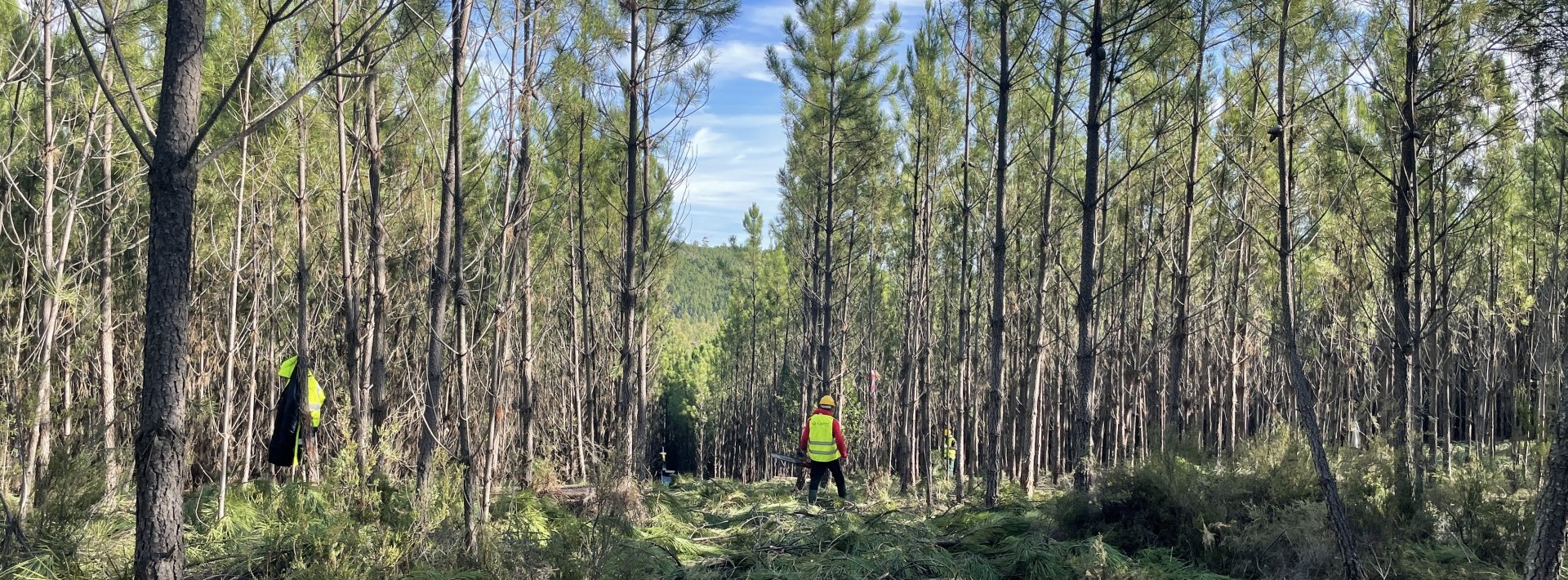 Redução de 44% nos apoios para a floresta coloca em causa gestão florestal e a prevenção dos fogos rurais