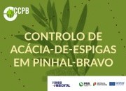 Controlo de acácia-de-espigas em pinhal-bravo: nova edição