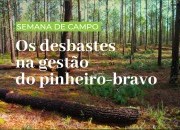Semana de campo dedicada aos desbastes em pinheiro-bravo correu o país